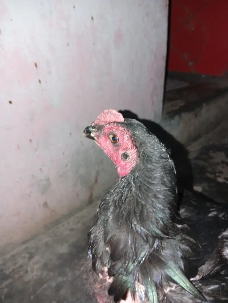 Thai pakiya patha for sell — photo 2