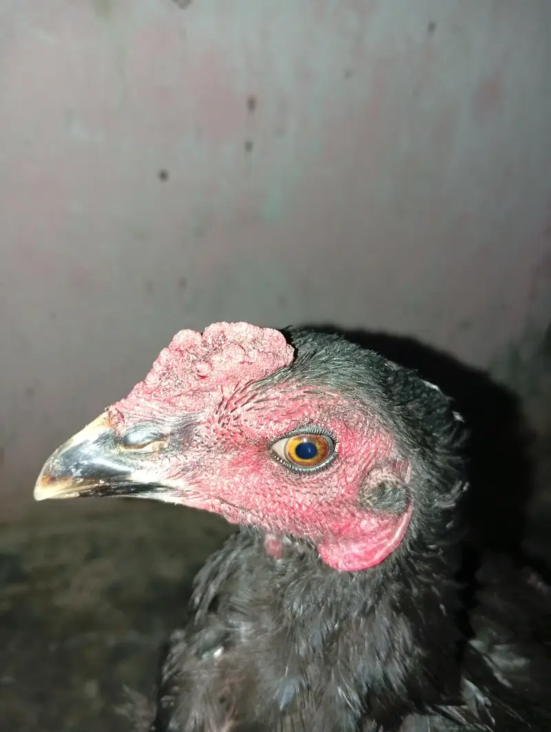 Thai pakiya patha for sell — photo 3