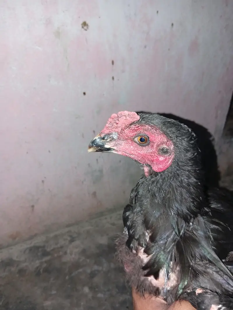Thai pakiya patha for sell — photo 4