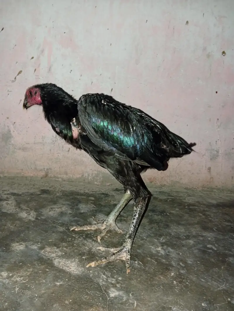 Thai pakiya patha for sell — photo 7