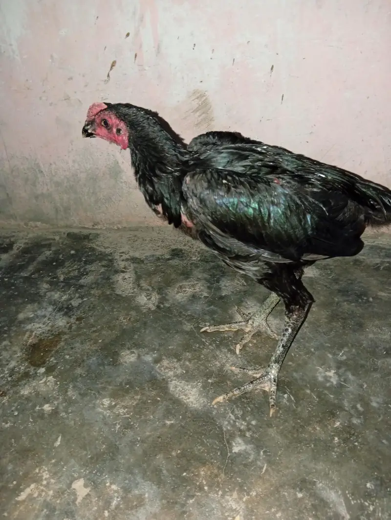 Thai pakiya patha for sell — photo 8