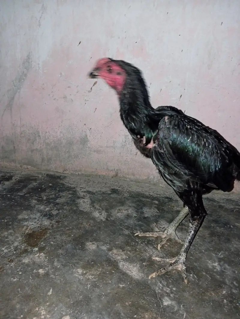 Thai pakiya patha for sell — photo 9