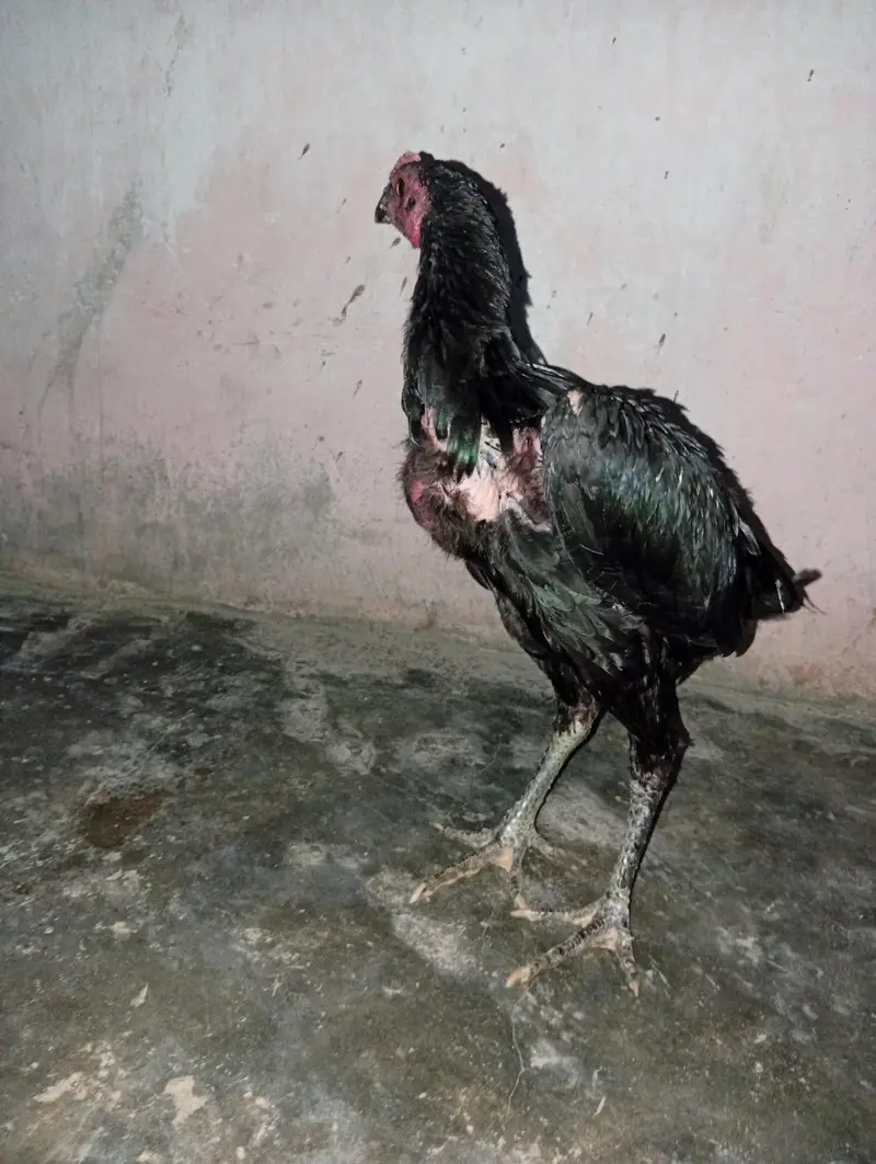 Thai pakiya patha for sell — photo 10