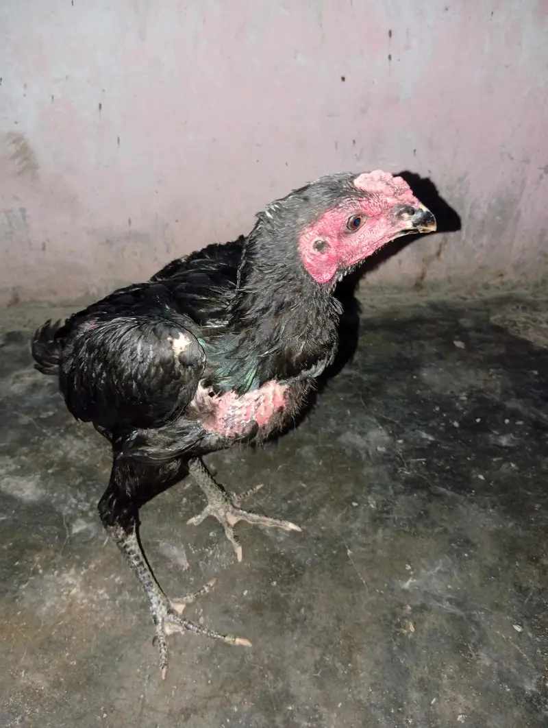 Thai pakiya patha for sell — photo 11
