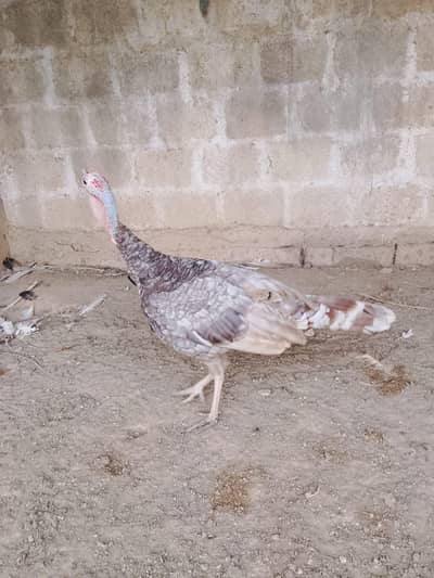 Turkey Active pathe