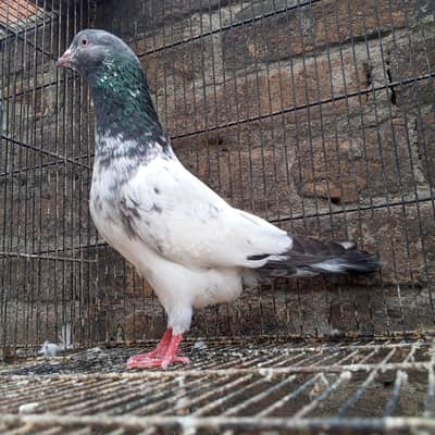 Main sab Wala breeder Salara  Golden Mail for sale