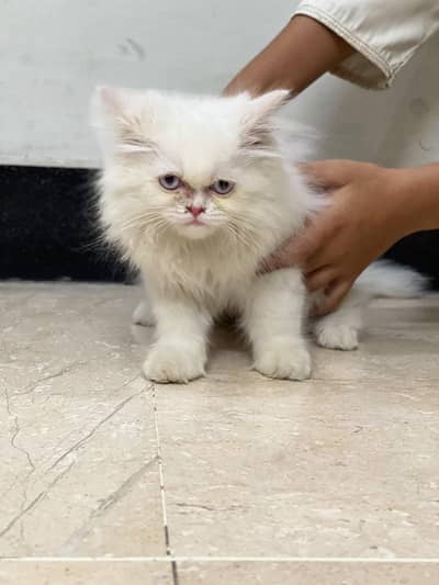 White Persian cat  for sale