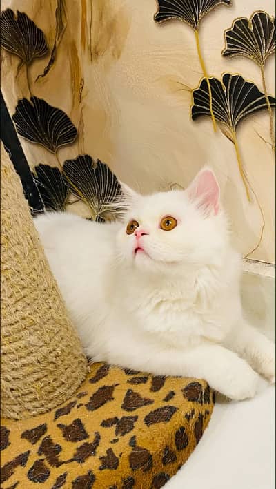 Persian doll face male cat 6 months