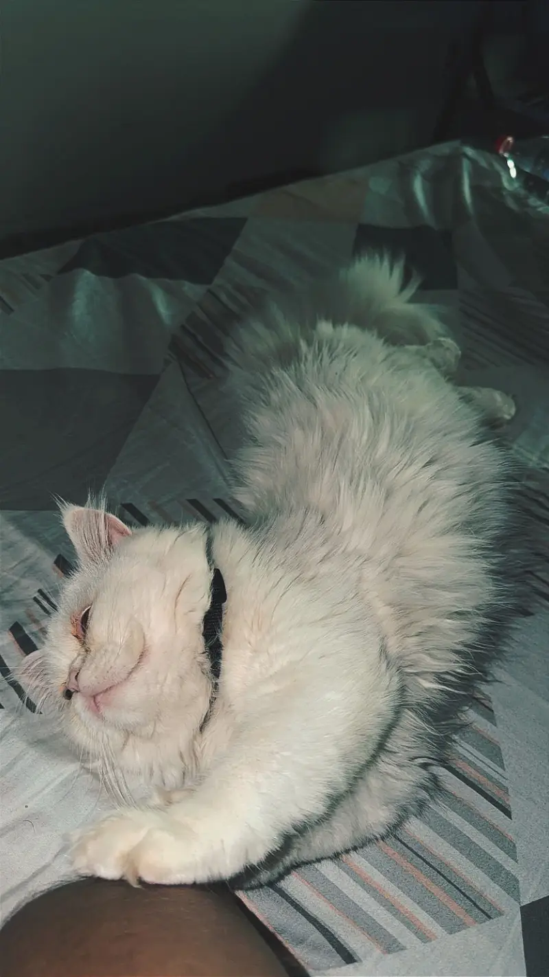 Persian doll face male cat 6 months — photo 6