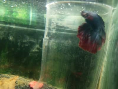 Betta male  for sale