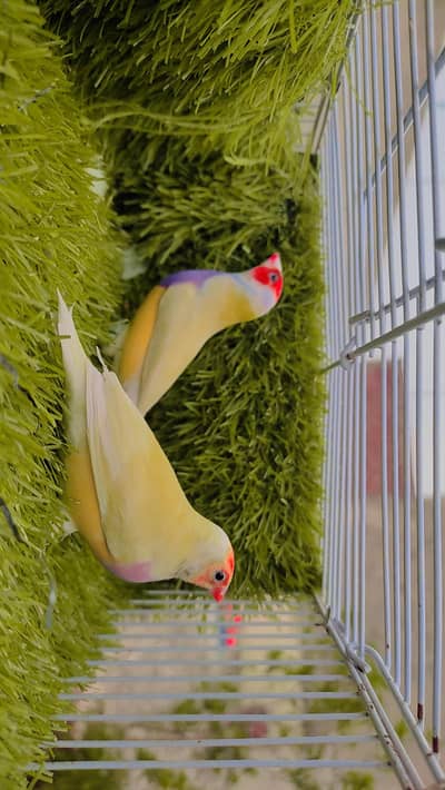 Lutino Goldian Breeder Pair