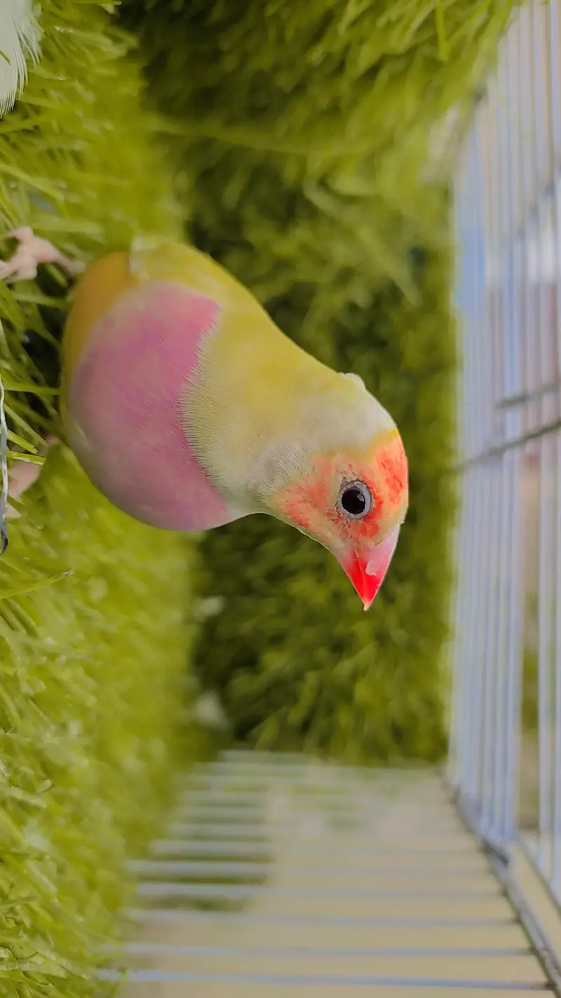 Lutino Goldian Breeder Pair — photo 2