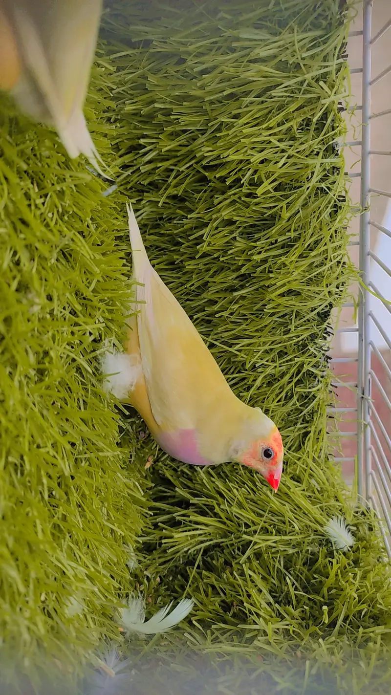 Lutino Goldian Breeder Pair — photo 3