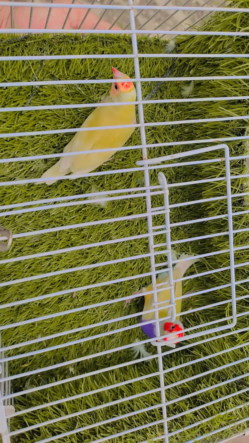 Lutino Goldian Breeder Pair — photo 5