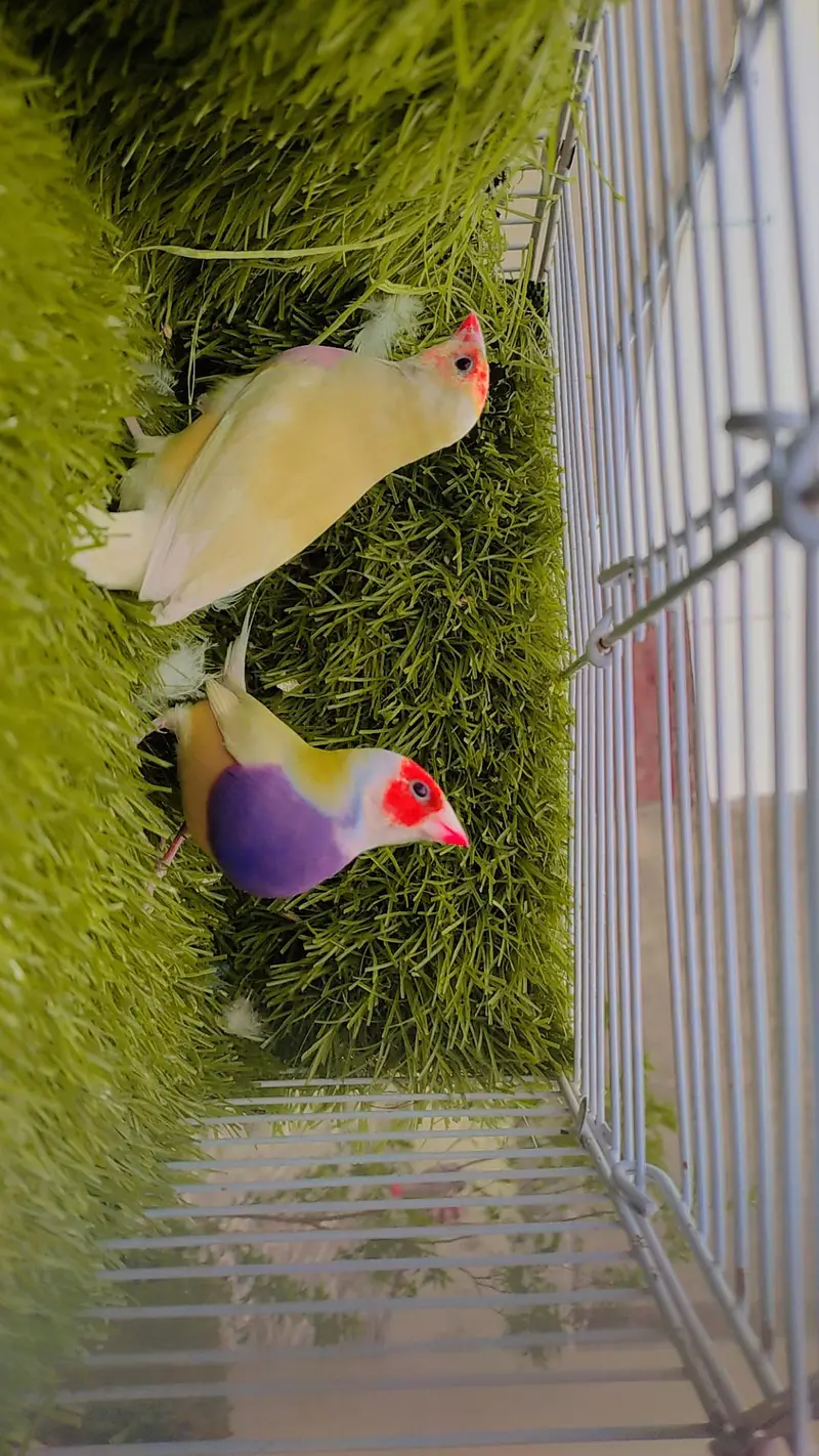 Lutino Goldian Breeder Pair — photo 6