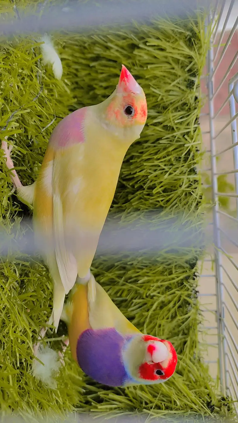 Lutino Goldian Breeder Pair — photo 7