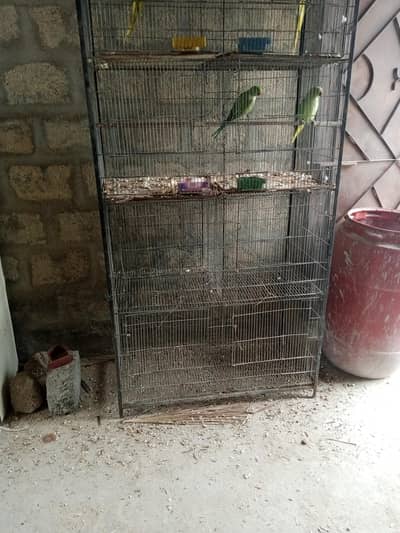 ringneck 200/ breeder pair