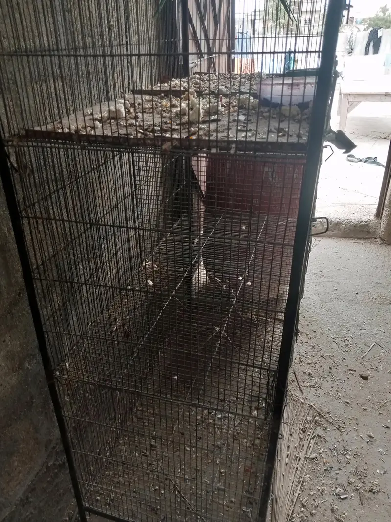 ringneck 200/ breeder pair — photo 2