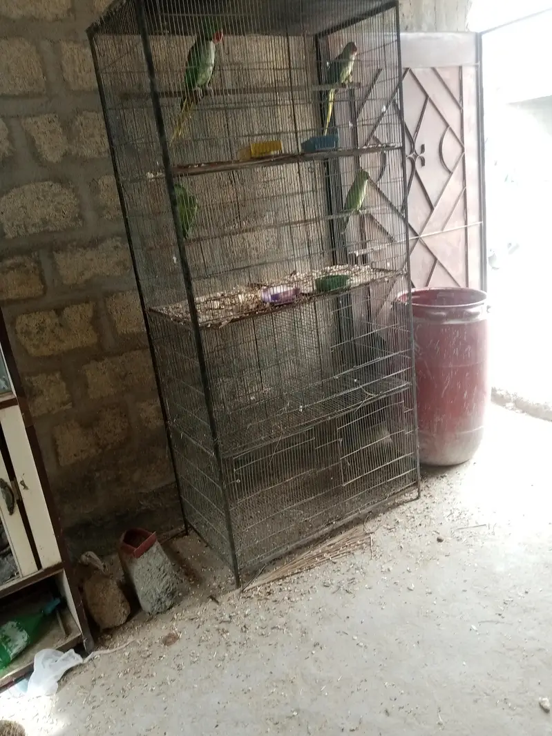 ringneck 200/ breeder pair — photo 3