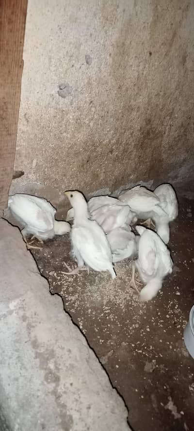aseel chicks