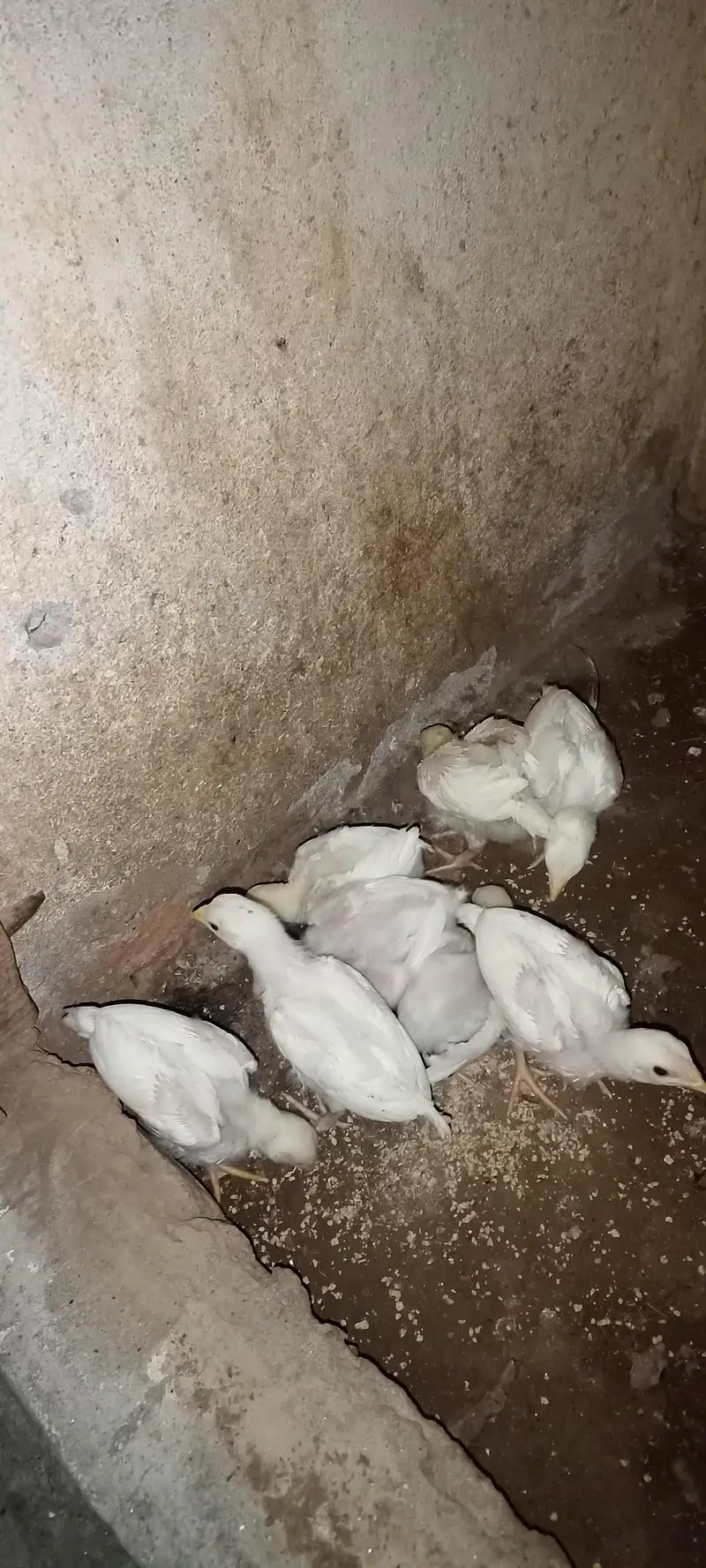 aseel chicks — photo 2