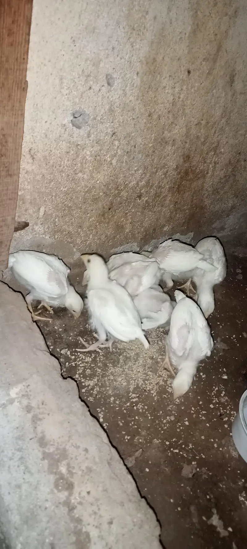aseel chicks — photo 3