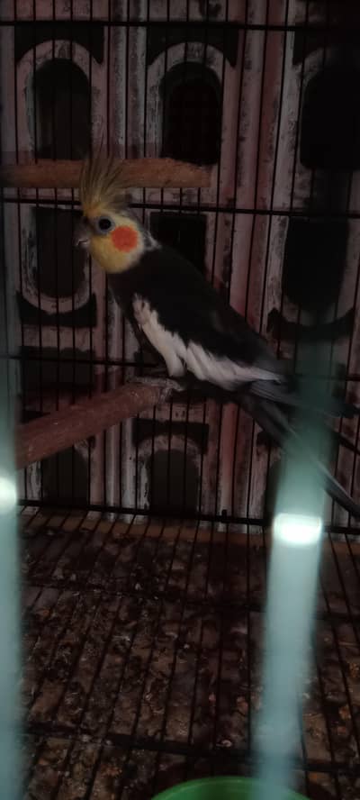 Parrots for Sale (Cockatiel, Budgies)