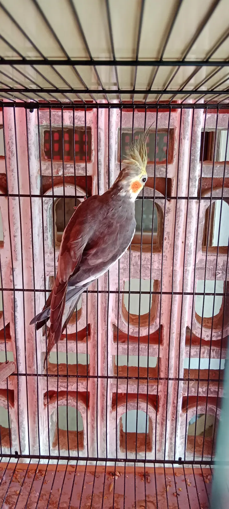 Parrots for Sale (Cockatiel, Budgies) — photo 2