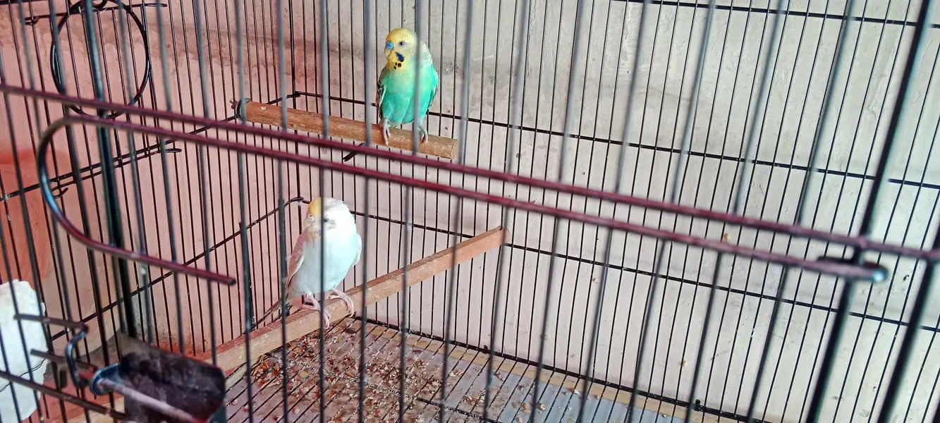 Parrots for Sale (Cockatiel, Budgies) — photo 3
