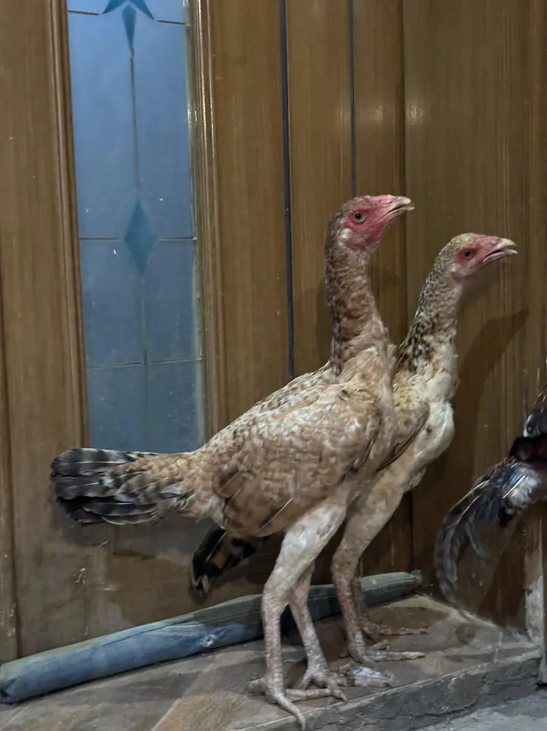 trio for sale — photo 3