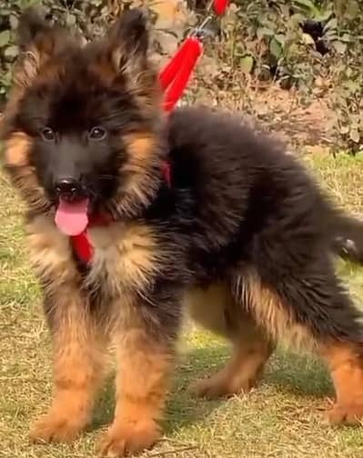 German Shepherd Puppies – Heavy Bone & Long Coat | Male & Female