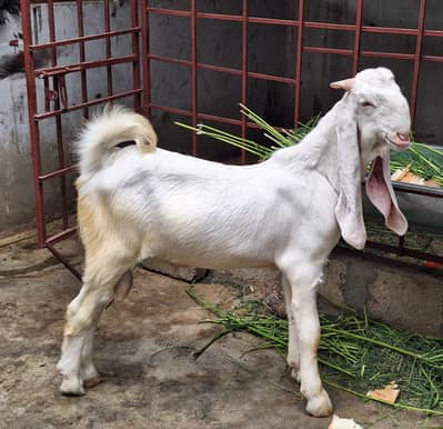 Gulabi Bakra