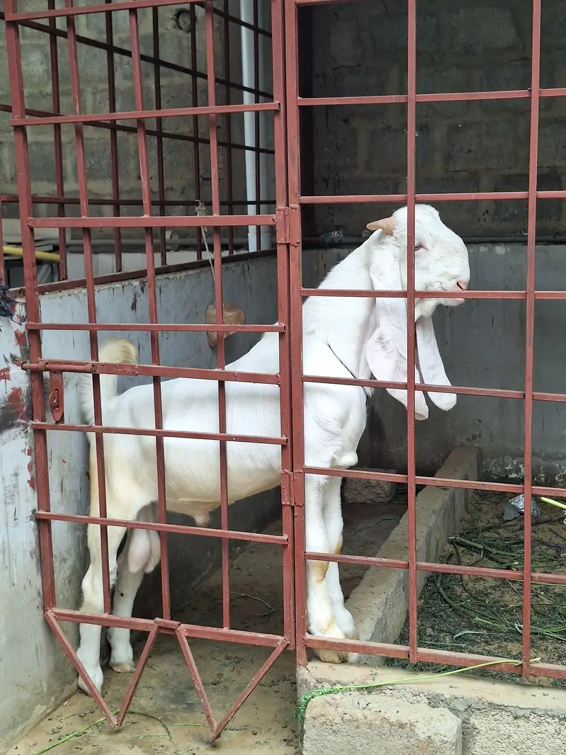 Gulabi Bakra — photo 2