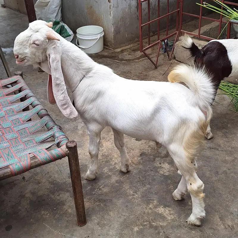 Gulabi Bakra — photo 3