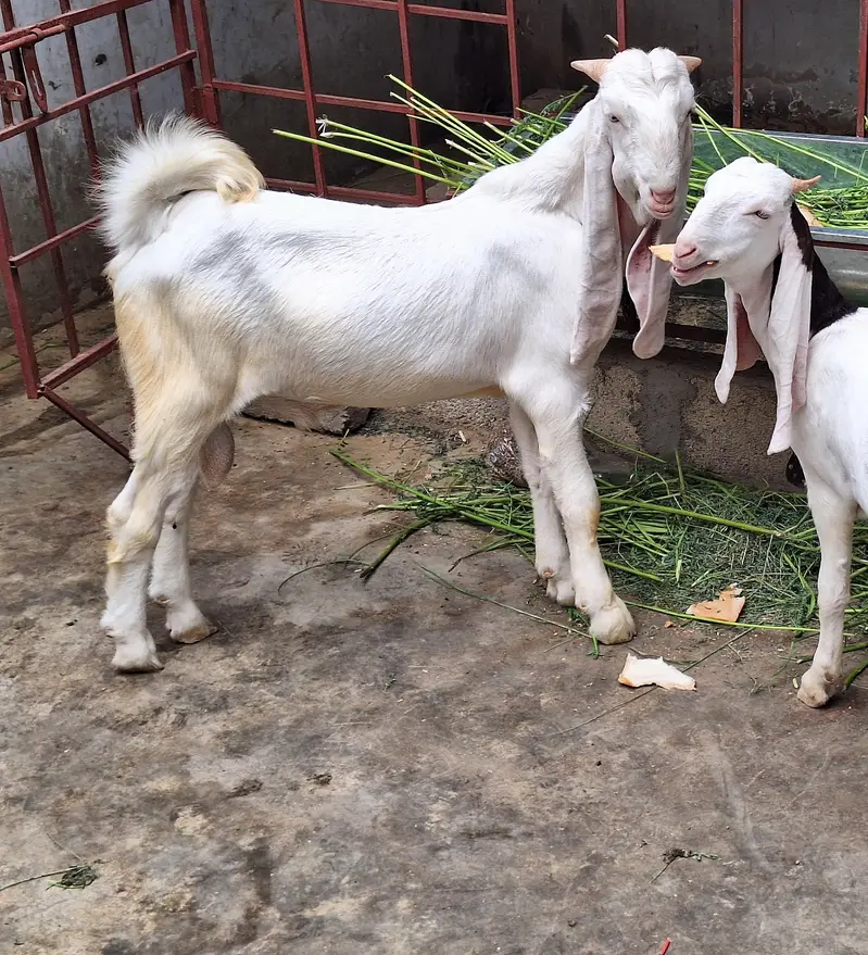 Gulabi Bakra — photo 4