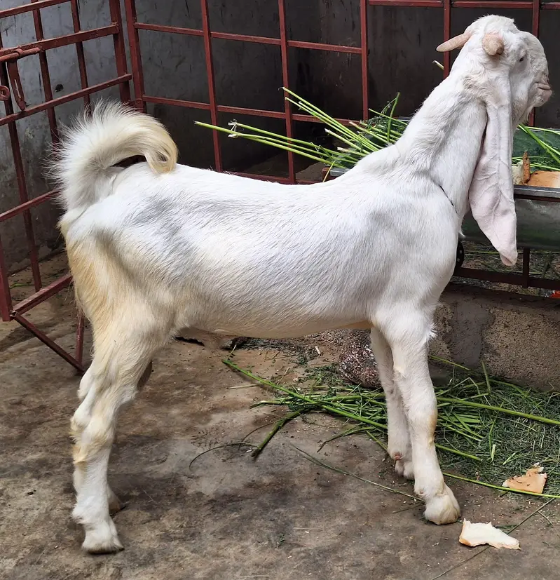 Gulabi Bakra — photo 5