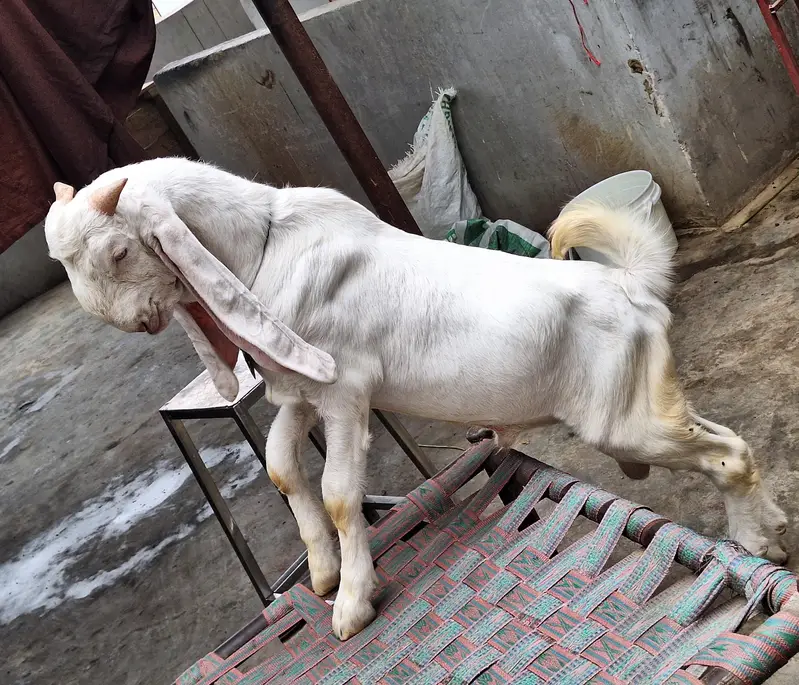 Gulabi Bakra — photo 6