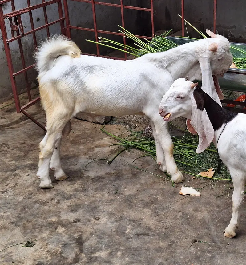 Gulabi Bakra — photo 7