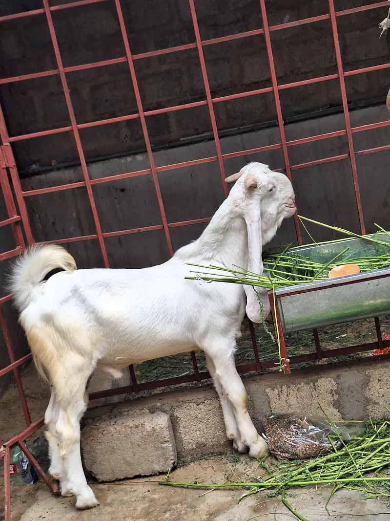 Gulabi Bakra — photo 8