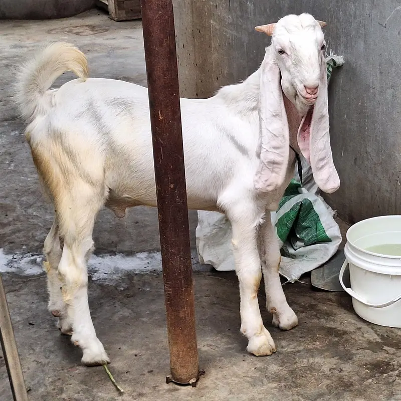 Gulabi Bakra — photo 9