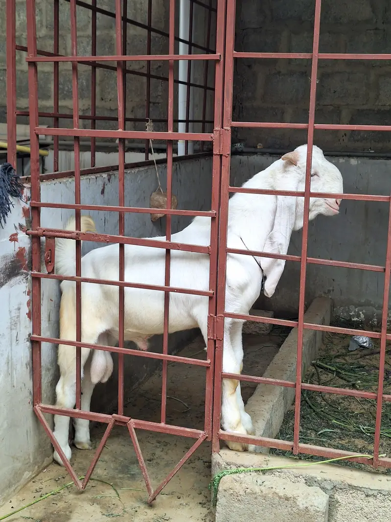 Gulabi Bakra — photo 10