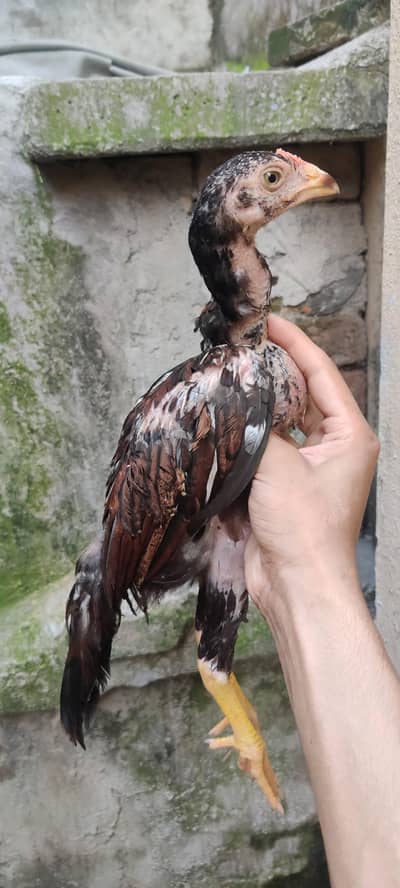 Mushkha lakha chicks home breed