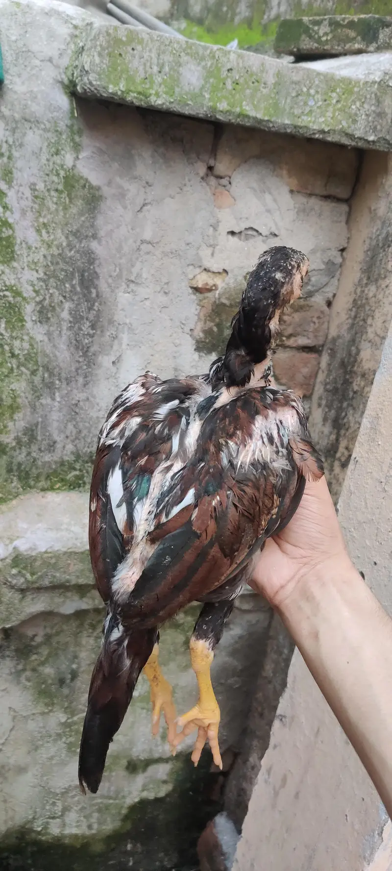 Mushkha lakha chicks home breed — photo 2