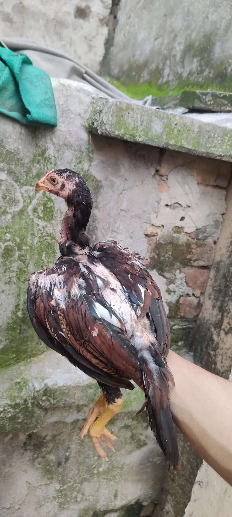 Mushkha lakha chicks home breed — photo 3