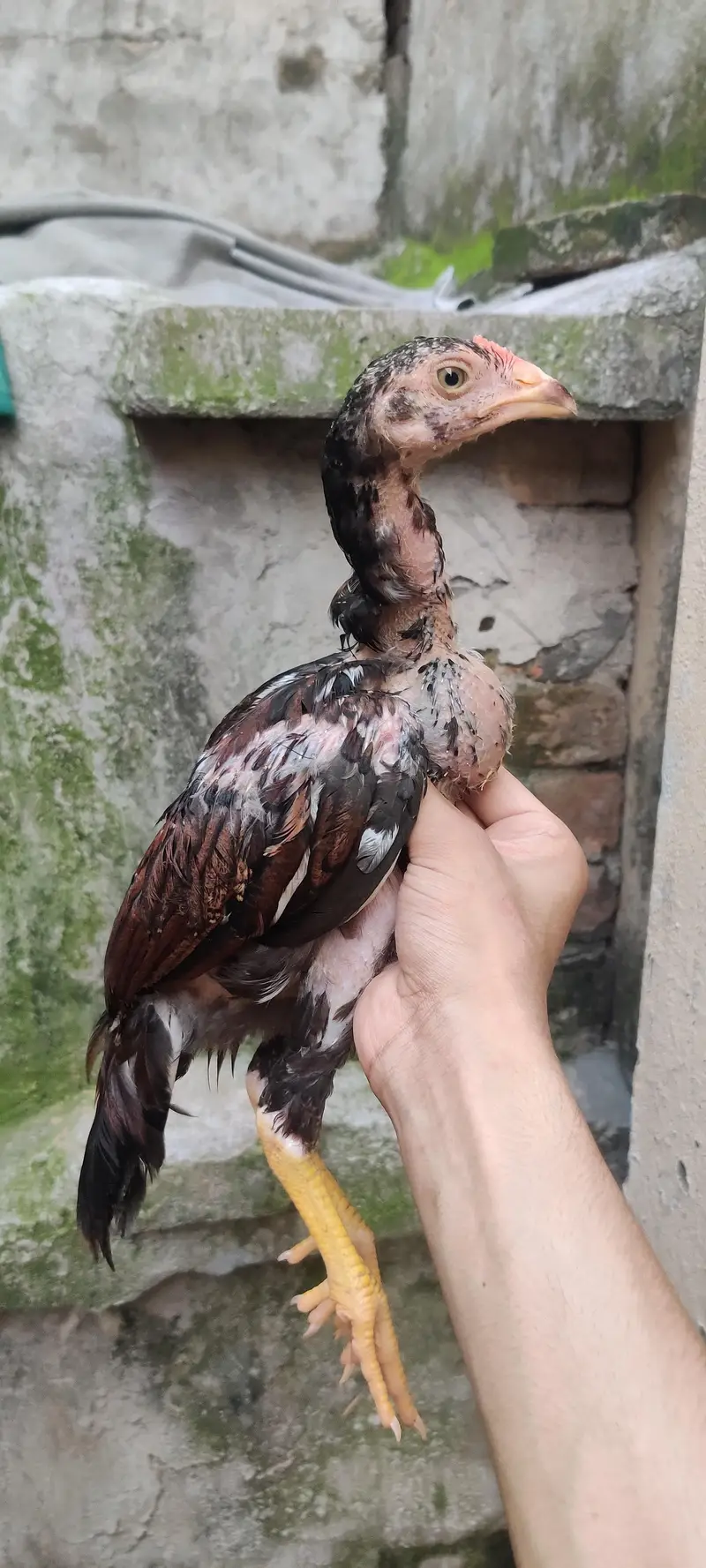 Mushkha lakha chicks home breed — photo 4