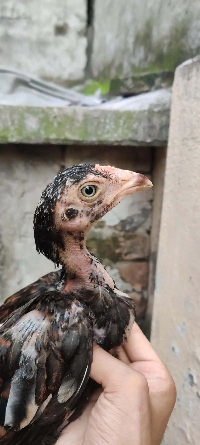 Mushkha lakha chicks home breed — photo 5