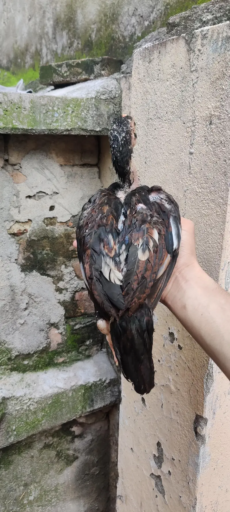Mushkha lakha chicks home breed — photo 6