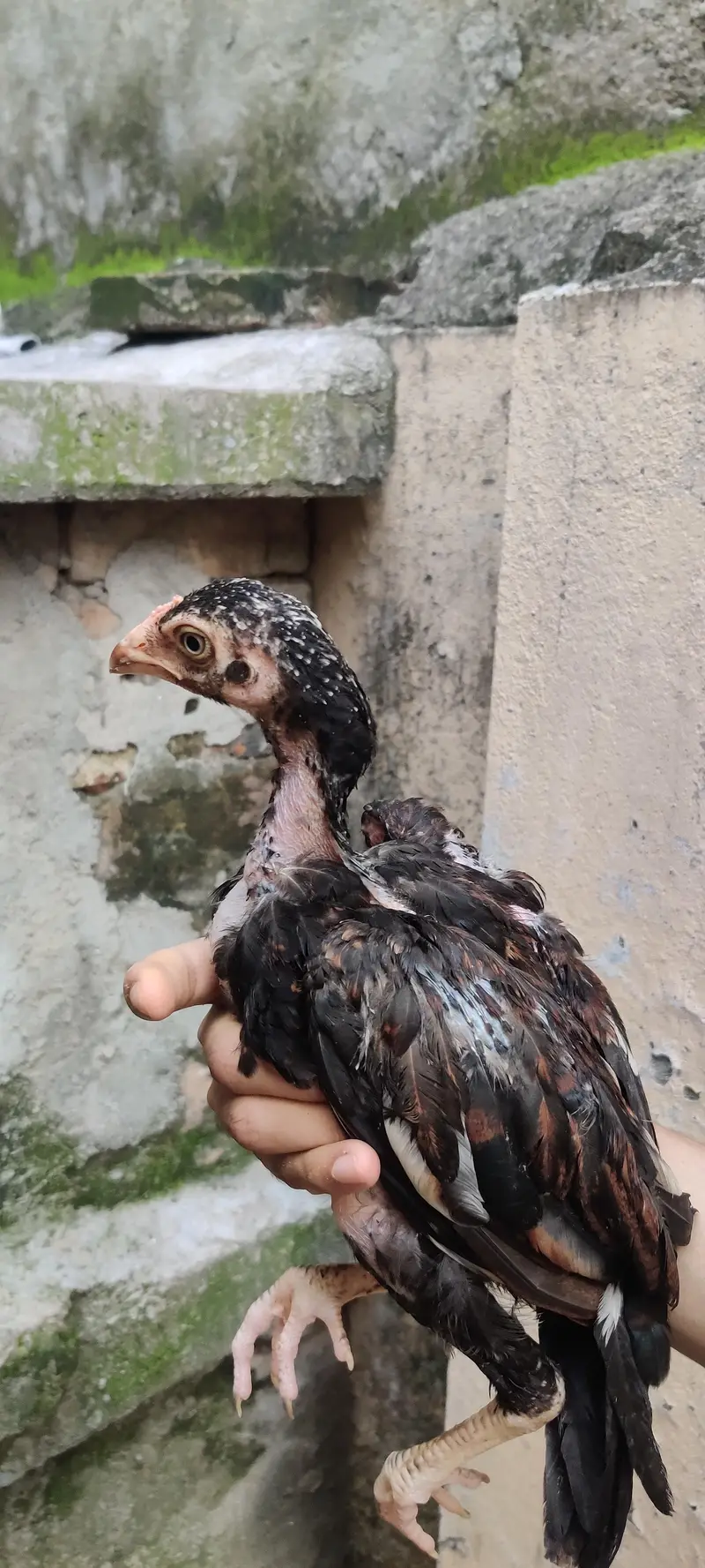 Mushkha lakha chicks home breed — photo 7