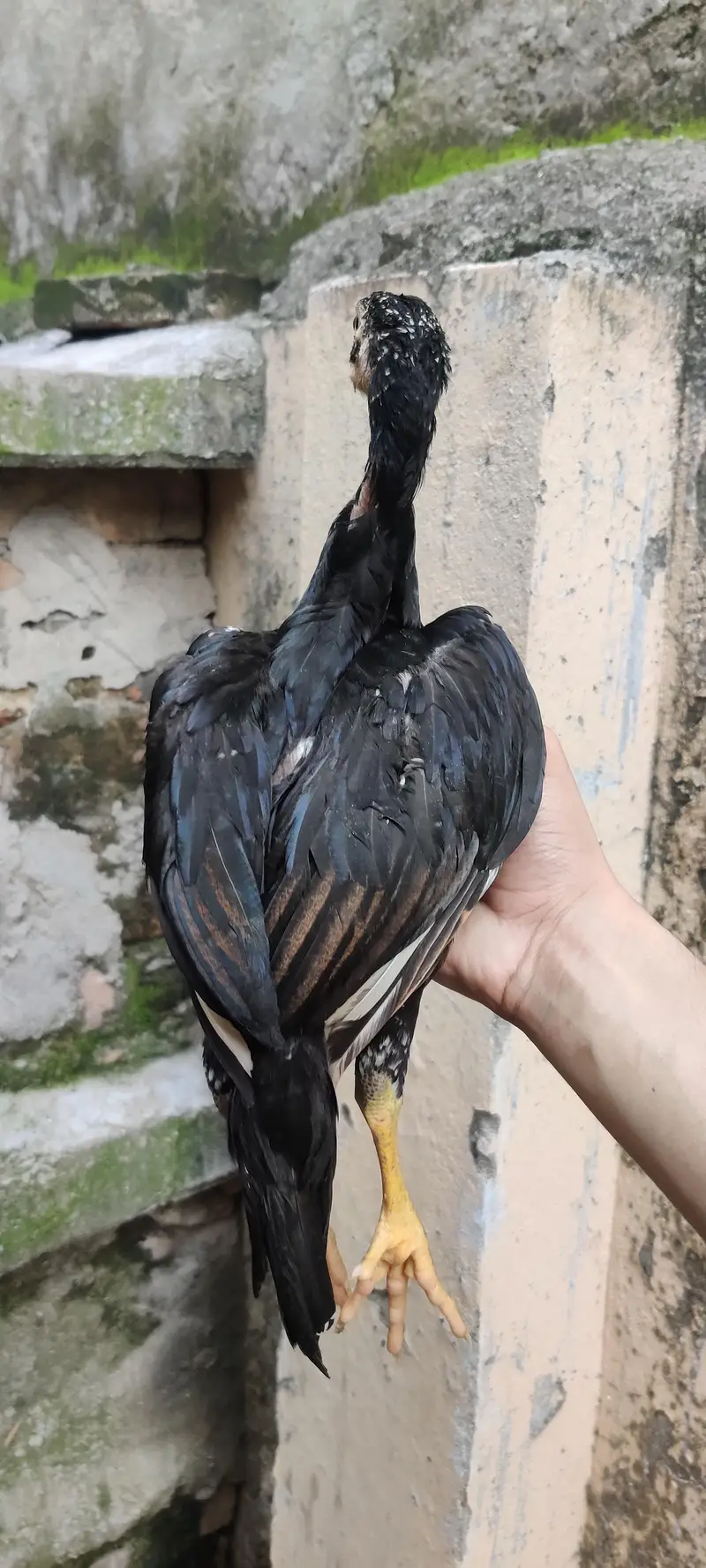 Mushkha lakha chicks home breed — photo 9