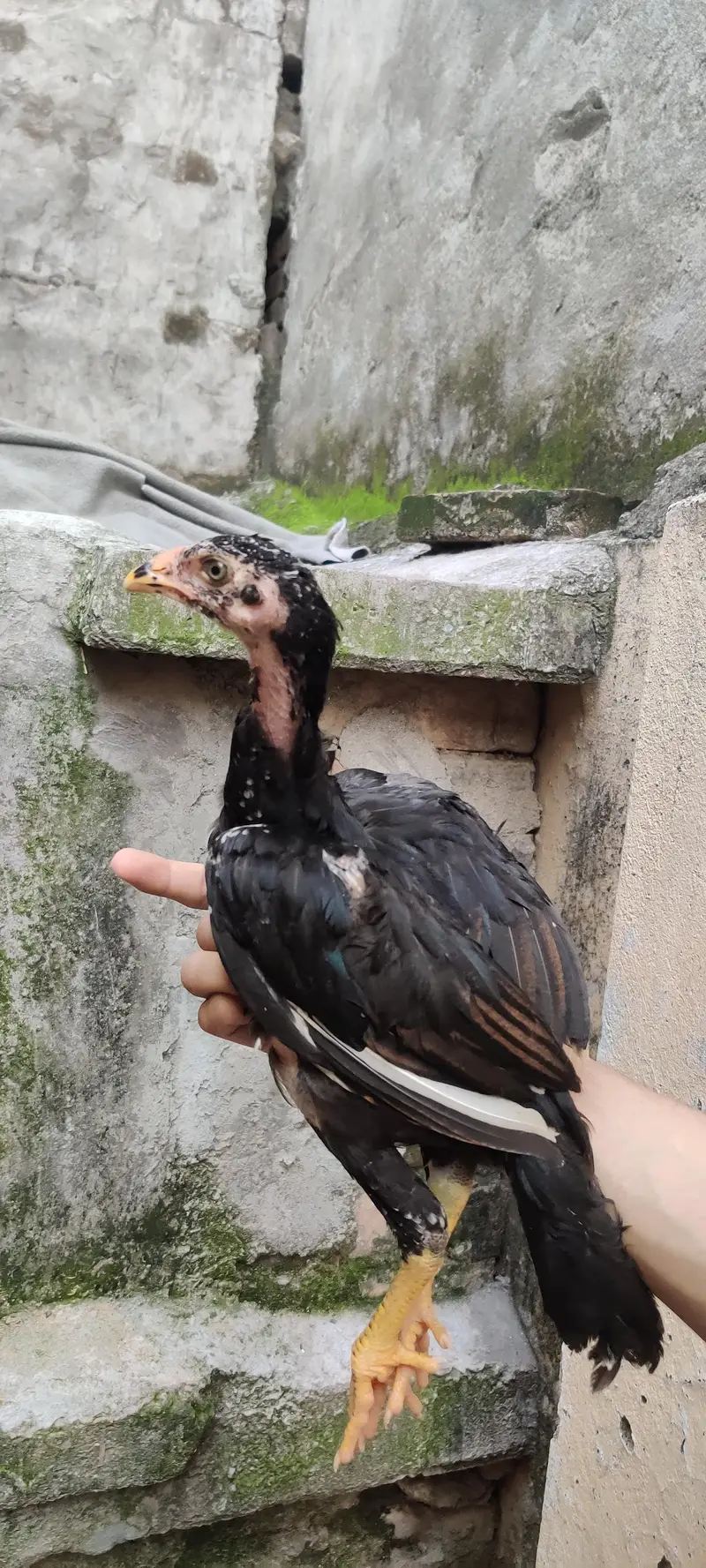 Mushkha lakha chicks home breed — photo 10